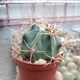 Semillas Cactus - Ferocactus Mix