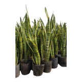 Planta Sansevieria Espada De San Jorge X Mayor 10 U