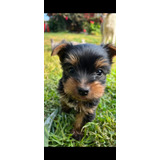 Perrita Yorkshire Terrier