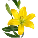 Jumbo Bulbos Flor De Lily Variedades (lilium)