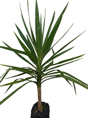 Dracena Yuca Palmera