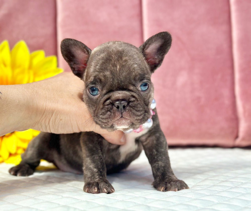 Preciosa Gordita Bulldog Francés Exótica Cocoa Mini Frenchie