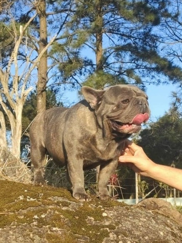 Bulldog Francês Blue Padreador Inseminação