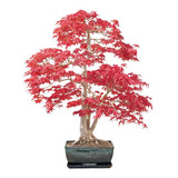 Sementes De Liquidambar Styraciflua Bonsai Arvore Do Ámbar