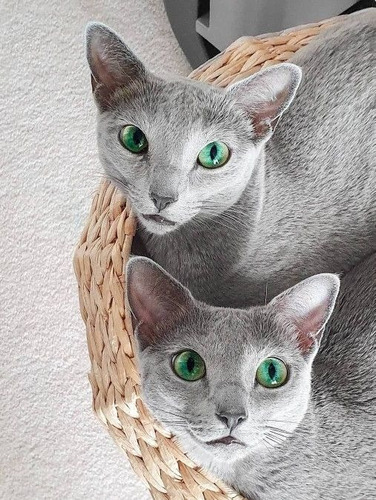 Filhotes De Russian Blue 