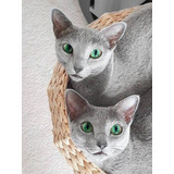 Filhotes De Russian Blue 