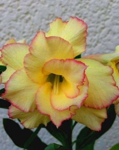 Adenium Rosa Del Desierto Amarillo Banana