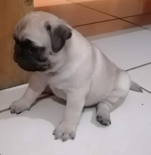 Cachorros Pug, Chatitos Y Chiquitos