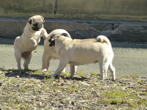 Precioso Pug Pedigri Microchip Garantía D Vida 6