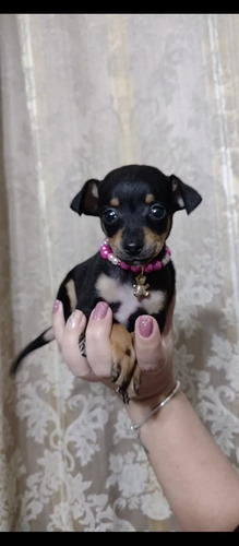 Pinscher Mini