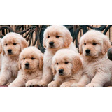 Cachorros Golden Retriever