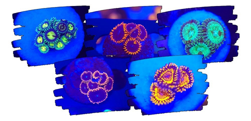 Combo 5 Zoanthus Ou Palythoa - 3 A 5 Pp - Marinho
