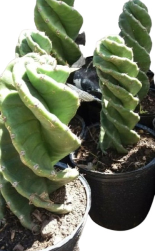 Cactus Espiralado - Cereus Spiralis