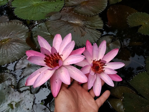 Loto Rosa De La India (planta Acuática Viva Sin Flores)