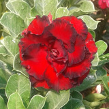 Rosa Del Desierto Dark Lord Steel ( 1 Planta)