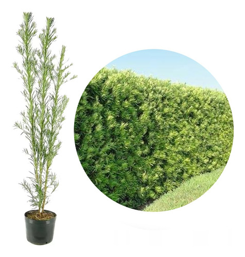 20 Mudas De Podocarpo Podocarpus Ideal Para Cerca Viva