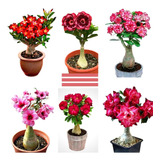 10 Sementes Rosa Do Deserto Mix P/mudas Adenium