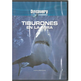 Tiburones En La Mira // Sharks Under Glass 