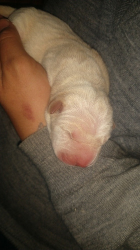 Shar Peí Cachorros