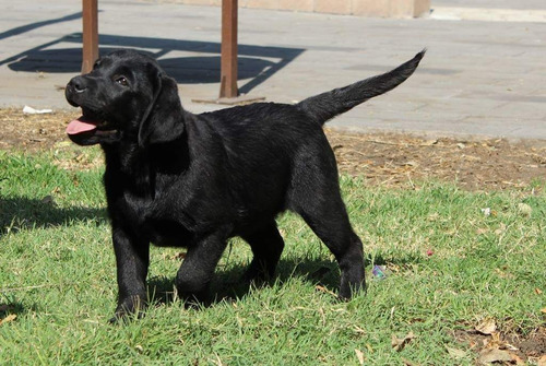 Labrador Negro 