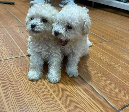 Poodle Toy Bebes Hermosos 