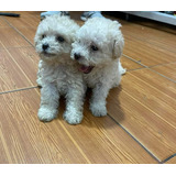 Poodle Toy Bebes Hermosos 
