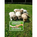 Golden Retriever Hembra Crianza Respetuosa Cachorros