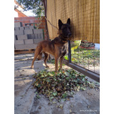 Malinois Servicio 