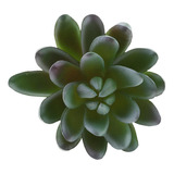 Cactus En Miniatura # 13 1 Pieza 16 X 9cm Verde Claro