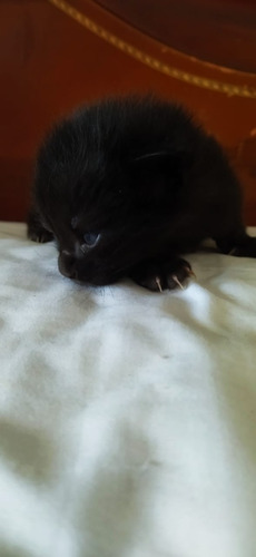 Angora Turco Negro Y Gris Solido.. Línea Kedi. 