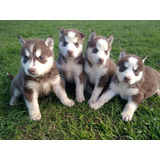 Husky Siberiano Os Bebes Mais Lindos 