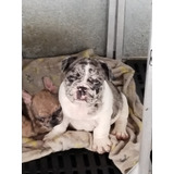 Bulldog Frances Merle Pequeño 