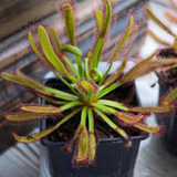 Semillas Planta Carnívora: Drosera Capensis