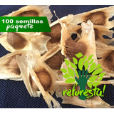Semillas (siembra) De Moringa Árbol - 100 Piezas 