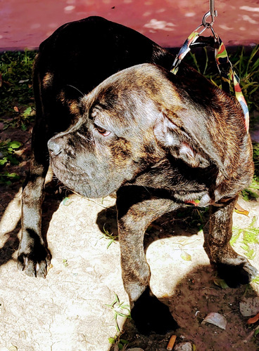 Cane Corso Cachorros, Macho, Pelo Atigrado 