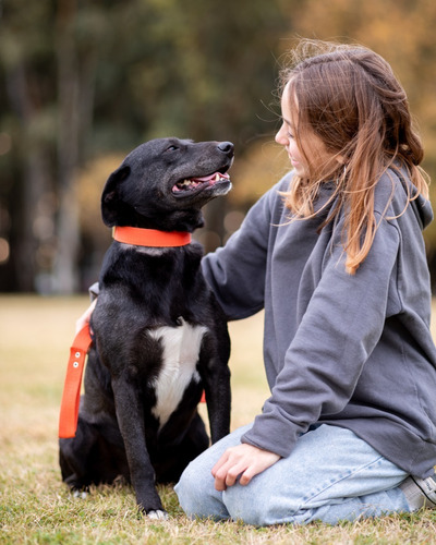 Perro Macho Adulto Joven Mascota En Adopcion Gratis Monito