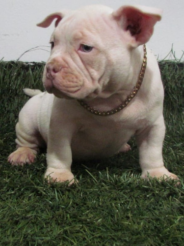 Filhotes De American Bully Pocket, Micro E Exóticos