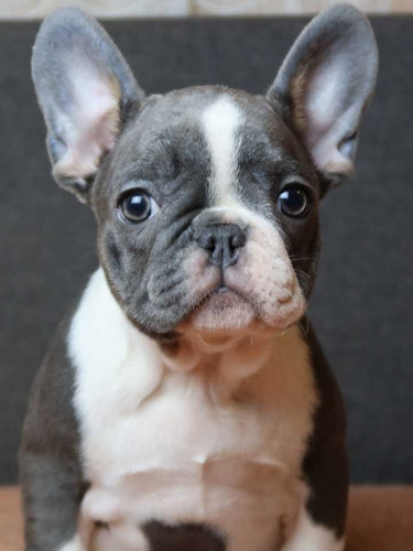 Blue Pied Bulldog Francés Gris Y Blanco Ojos Azules