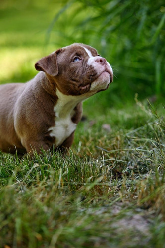 Cachorros En Venta Bully American Medellin Bogota Cali