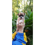 Cachorra Chihuahua Cali, Med Animal Pets Colombia 