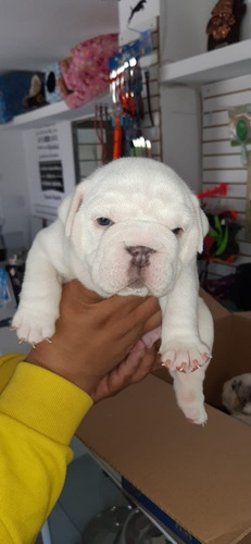 Bulldog Inglés Exótico Color Blanco Manchas Merle Lilac Akc