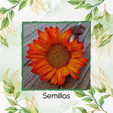 12 Semillas Orgánicas De Flor Girasol Naranja