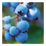 15 Semillas De Vaccinium Corymbosum - Mora Azul Codigo 965