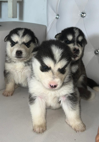 Cachorros Husky 