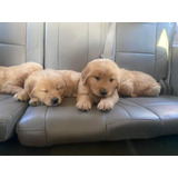 Cachorros Golden Retriver