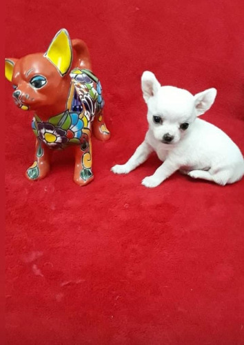 Chihuahua Lindos Filhotes Disponíveis