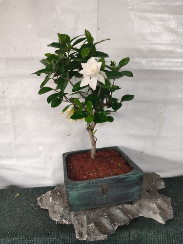 Bonsai De Jazmin