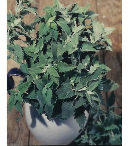 30 Semillas Nepeta Cataria Azul Hierba Para Gatos Maceta