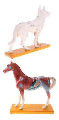 Bien 2 Unidades Modelismo Anatomico De Animal Caballo Y