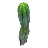 Trichocereus Pachanoi Grande. 60cm Altura. Cactus Peruano.